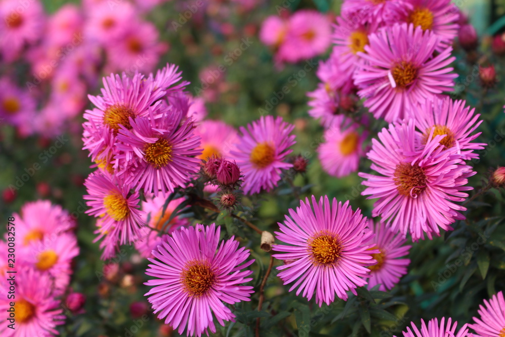 Fiori rosa Fiori rosa