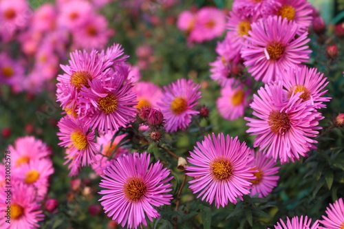 Fiori rosa