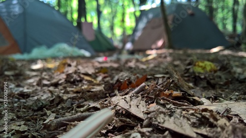 Wallpaper Mural forest. tents .leaf .macro photo Torontodigital.ca
