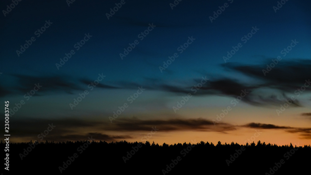 dark silhouette of a night pine forest on the multi colored sunset sky background