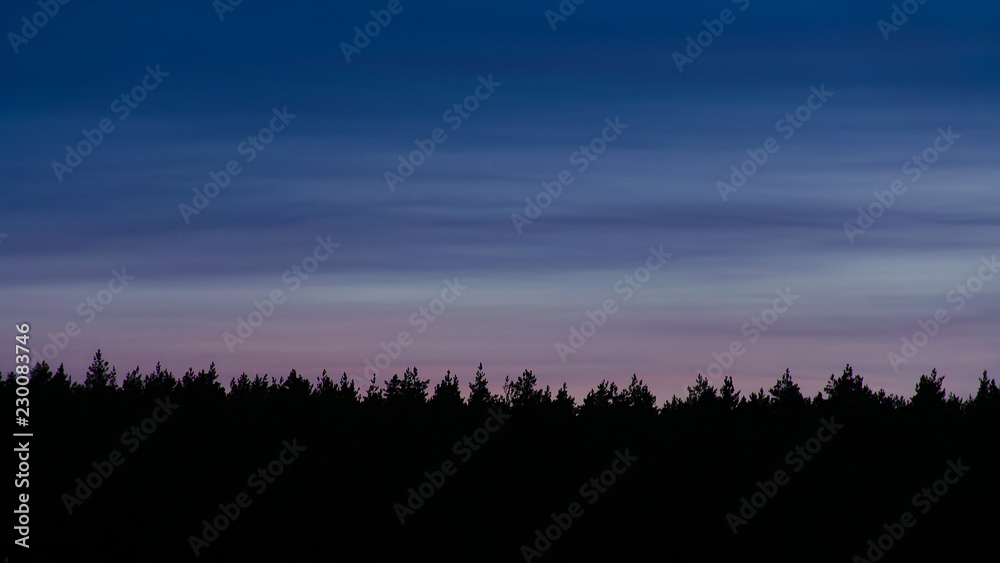 dark silhouette of a night pine forest on the multicolored sky background