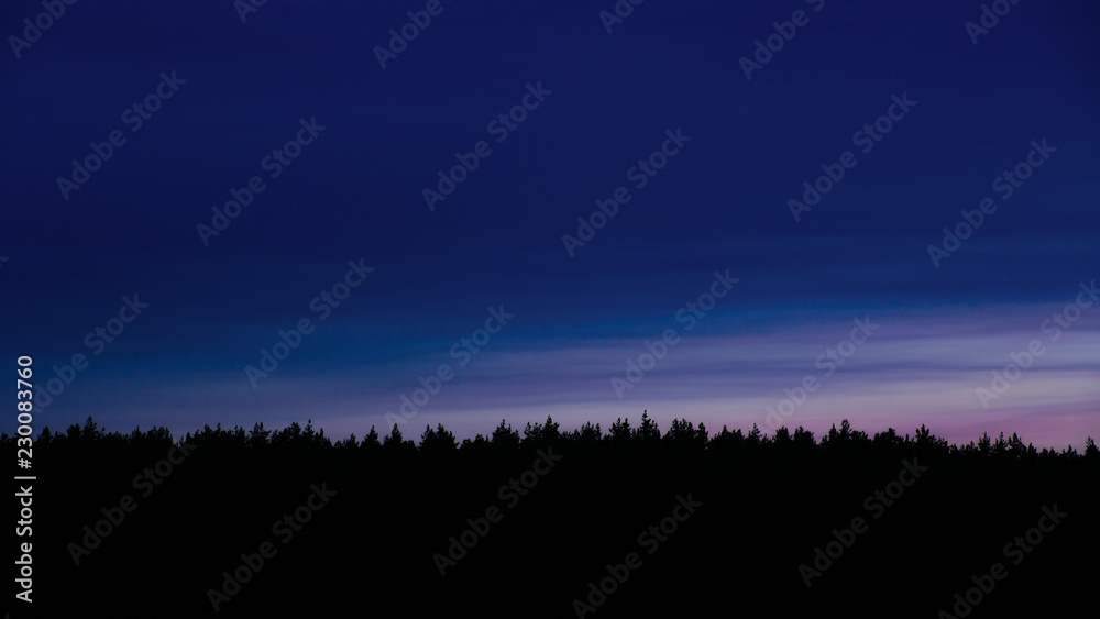dark silhouette of a night pine forest on the multi colored sky background