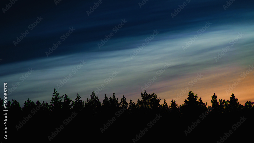 dark silhouette of a night pine forest on the colorful sky background
