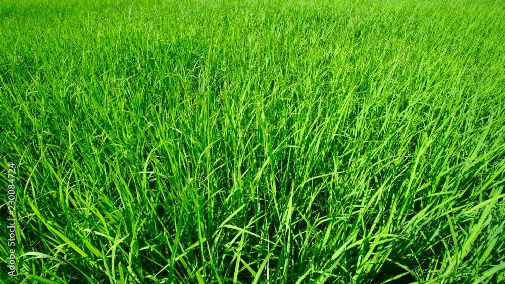 Green rice swinging in the wind Green rice swinging in the wind
