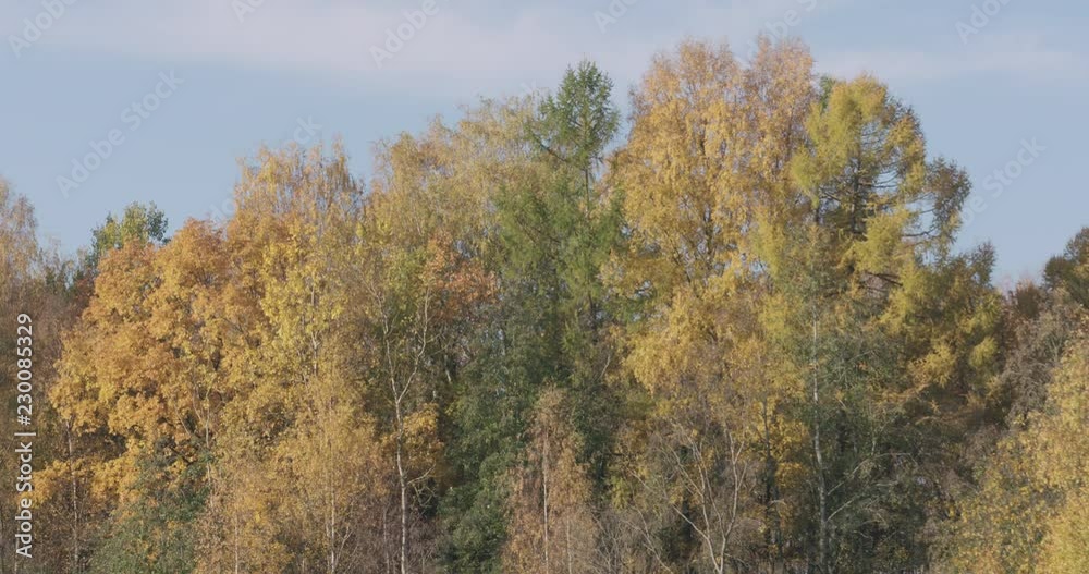 Slow motion autumn trees against blue sky Slow motion autumn trees against blue sky