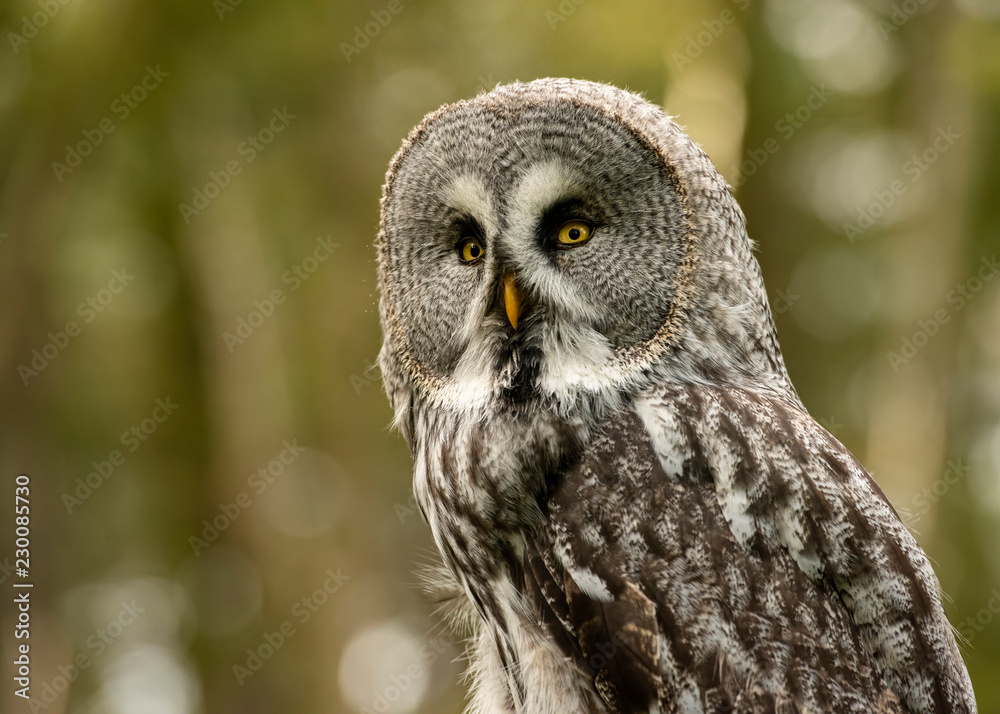 Great Grey Owl in captivity Great Grey Owl in captivity