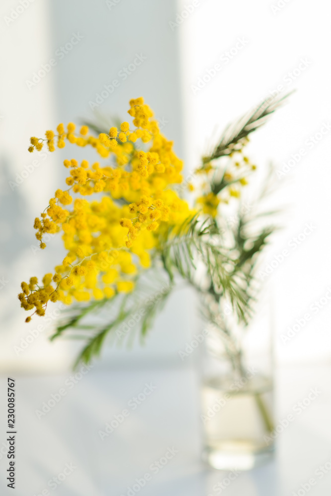 Mimosa branch in a glass on the window