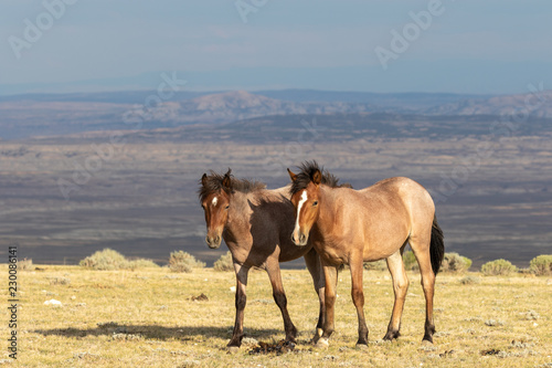 Pair of Wild horses © natureguy