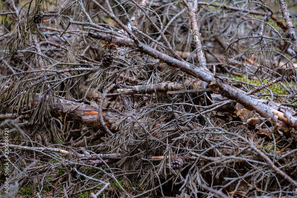 dry pine tree forest dry pine tree forest
