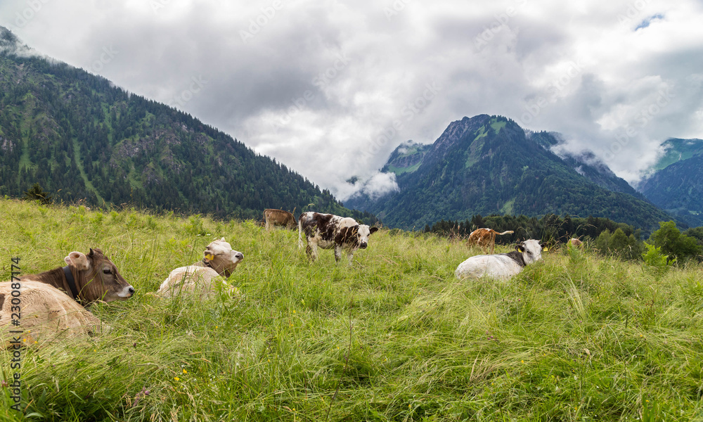 Cows lying in on a mountain meadow in the Alps. Bavaria. Germany.