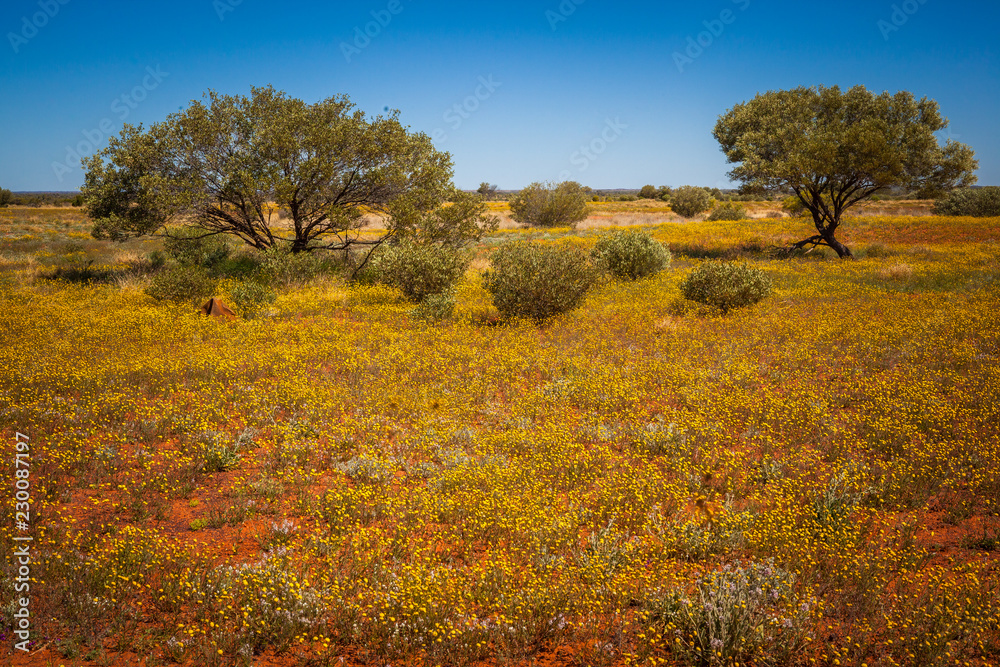 Desert flowering in Central Australia, Northern Territory, Australia