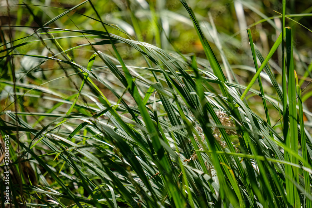 green foliage in early autumn with blur background green foliage in early autumn with blur background