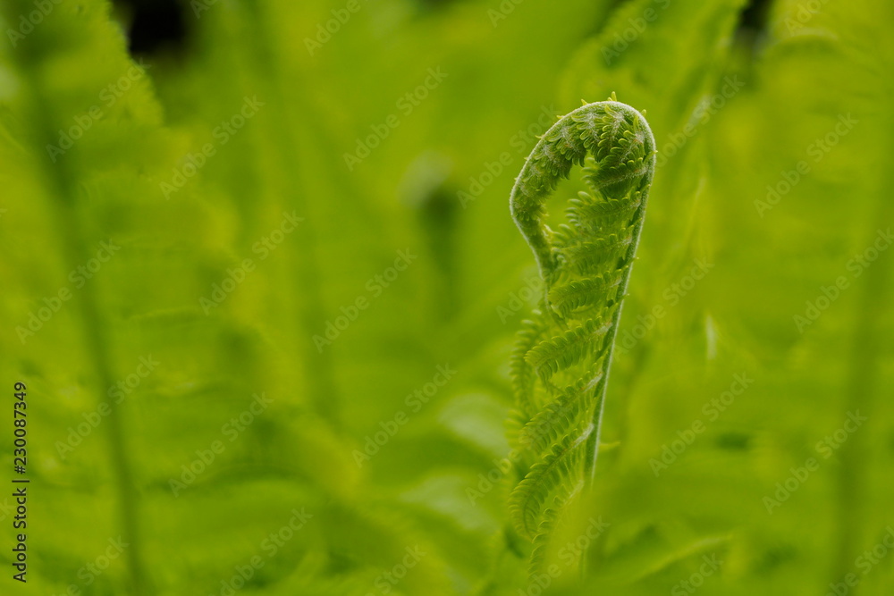 fern leaf unfolding in a sea of fern leaves fern leaf unfolding in a sea of fern leaves