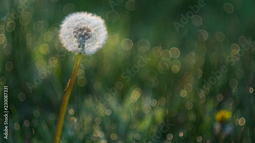 Fototapeta Naklejka Na Ścianę i Meble -  dandelion catching some sun in a field of grass