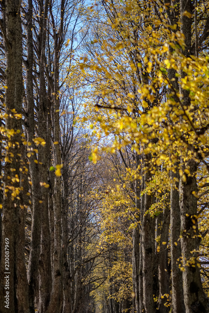 country gravel road in autumn colors with tree alley way on both sides