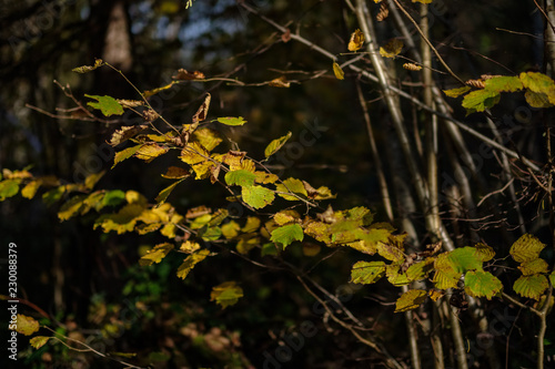 bright yellow colored birch tree leaves and branches in autumn