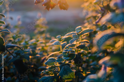 Wallpaper Mural Fresh bush Melissa grows in the garden on a sunny day. sunset. natural wallpaper. Beautiful background for design. selective focus Torontodigital.ca