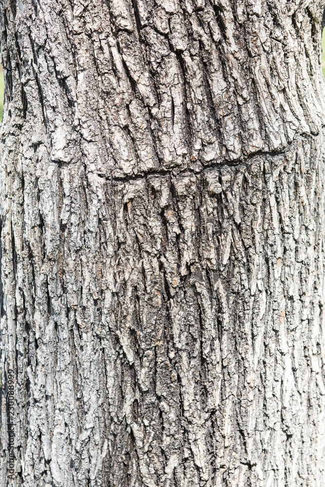 Obraz premium Tree Texture