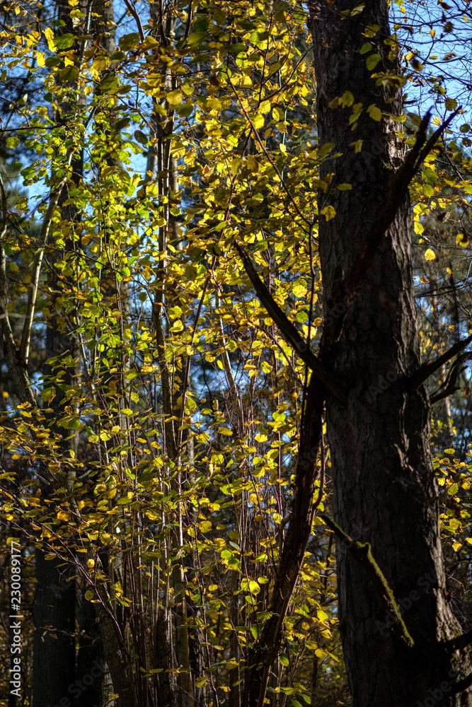bright yellow colored birch tree leaves and branches in autumn bright yellow colored birch tree leaves and branches in autumn