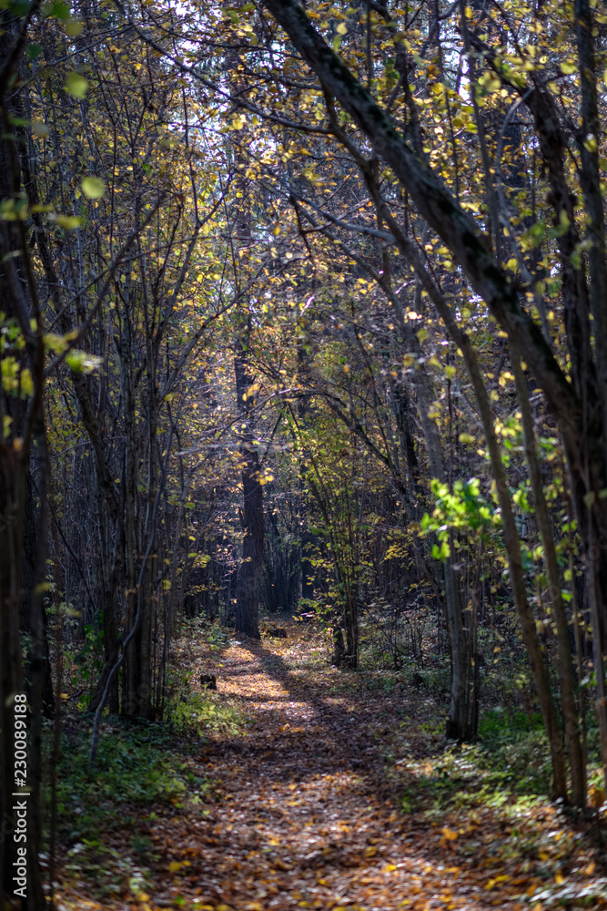 natural tourist trail in woods in late autumn