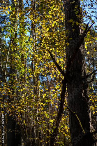 bright yellow colored birch tree leaves and branches in autumn