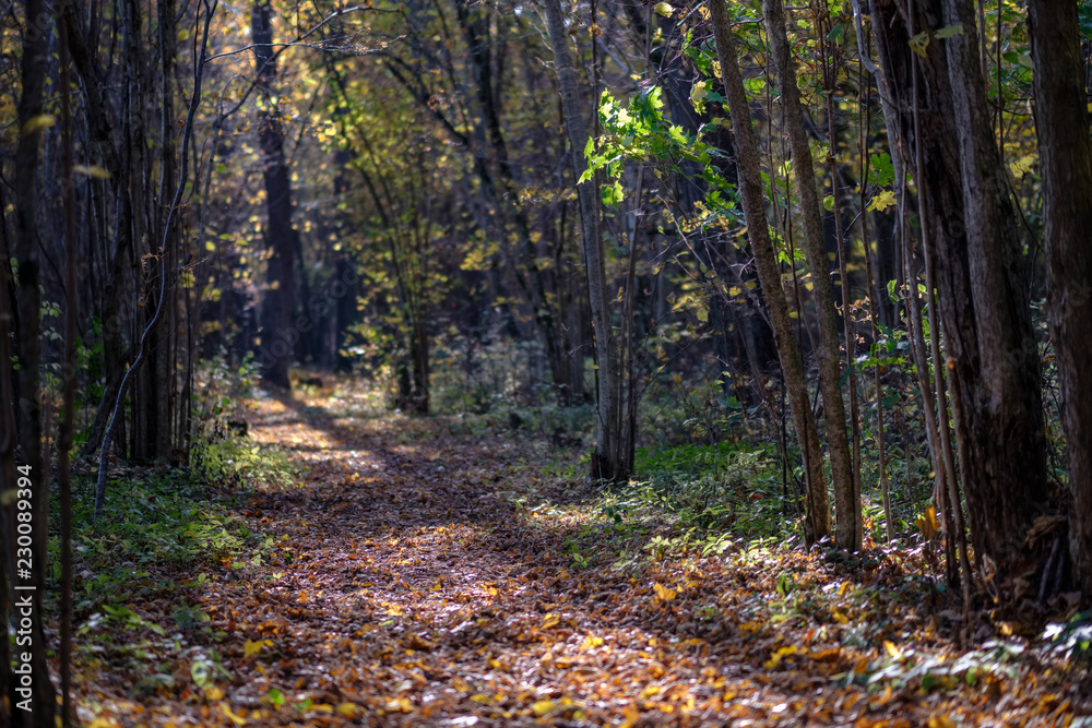 natural tourist trail in woods in late autumn natural tourist trail in woods in late autumn