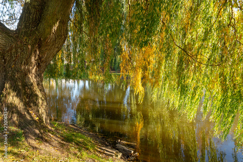 Weeping willows and autumn river with reflections