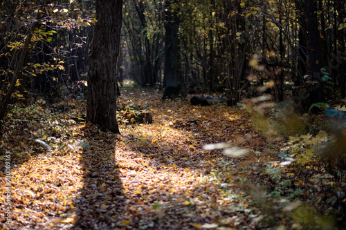natural tourist trail in woods in late autumn