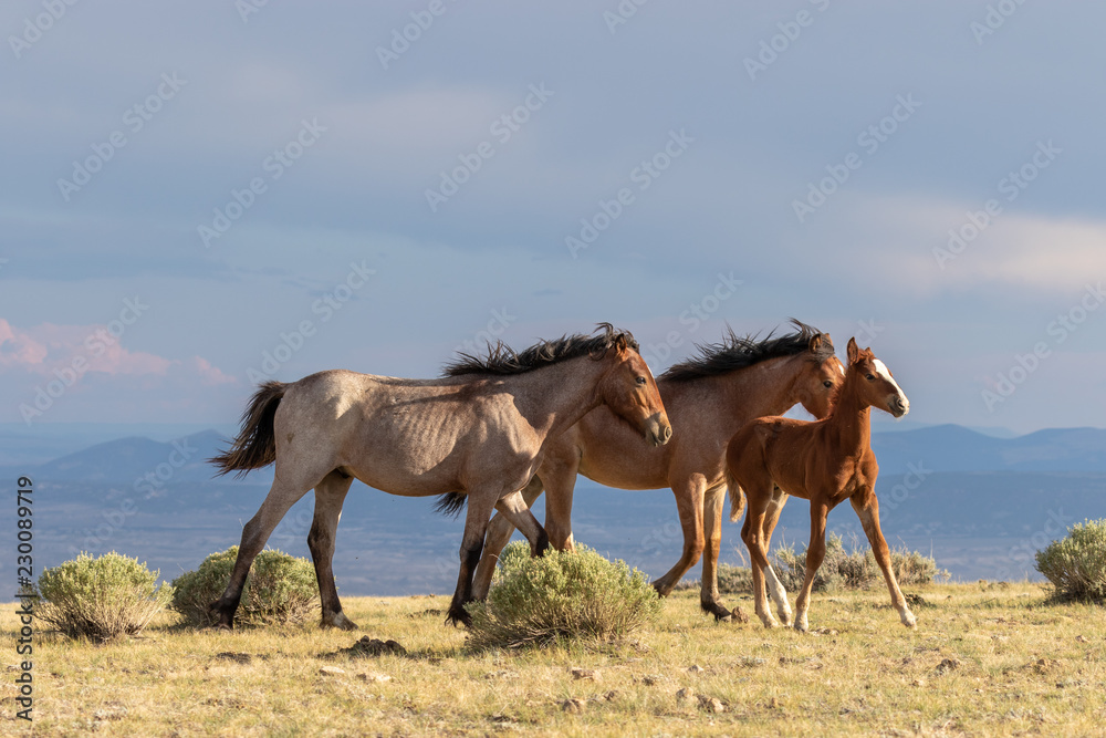 Naklejka premium Pair of Wild horses