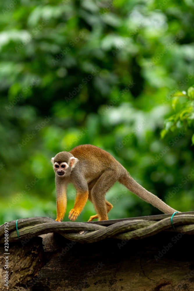 Squirrel monkey Squirrel monkey