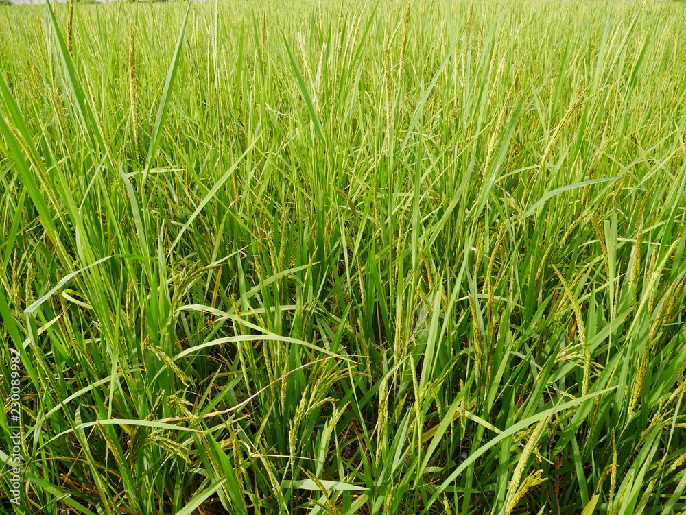 green field background,rice farm organic green field background,rice farm organic