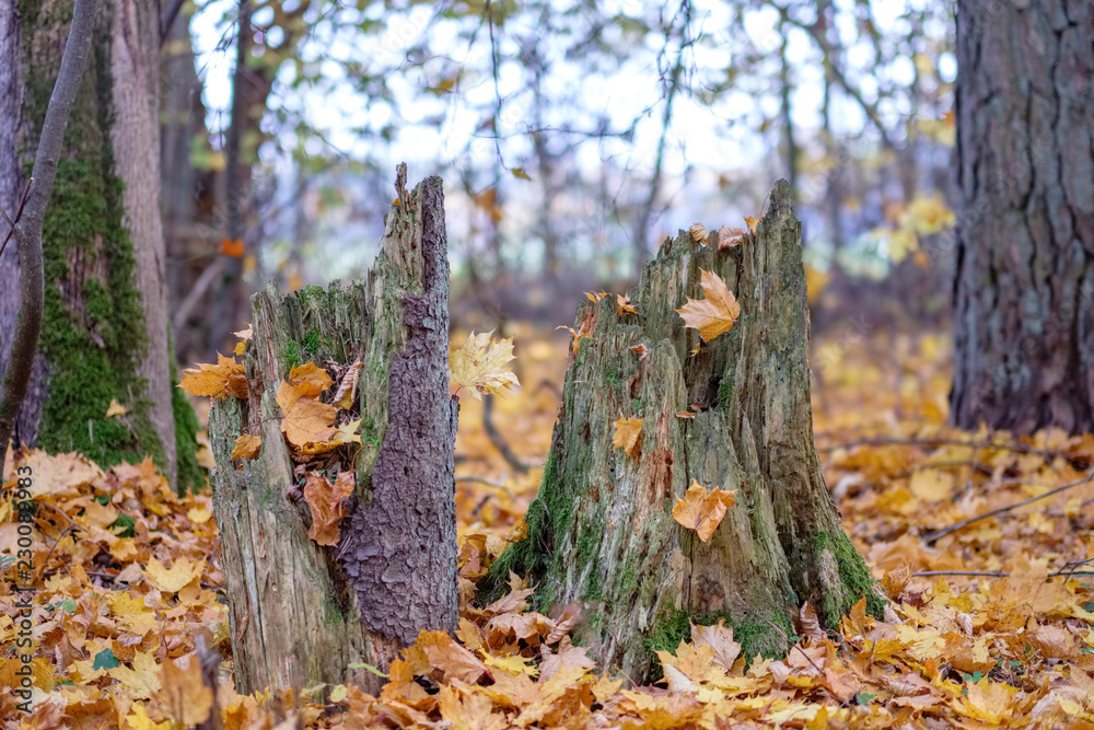 natural tourist trail in woods in late autumn natural tourist trail in woods in late autumn