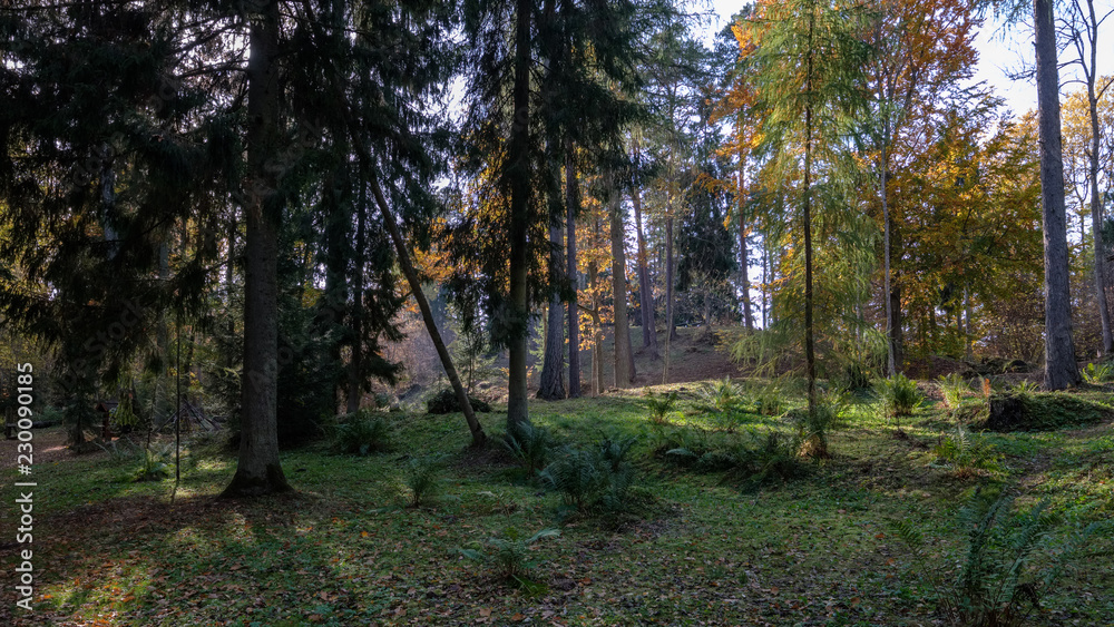Obraz premium natural tourist trail in woods in late autumn