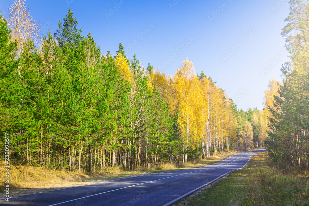 Fototapeta premium Road, highway in autumn forest