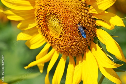 Little Bee and Sunflower