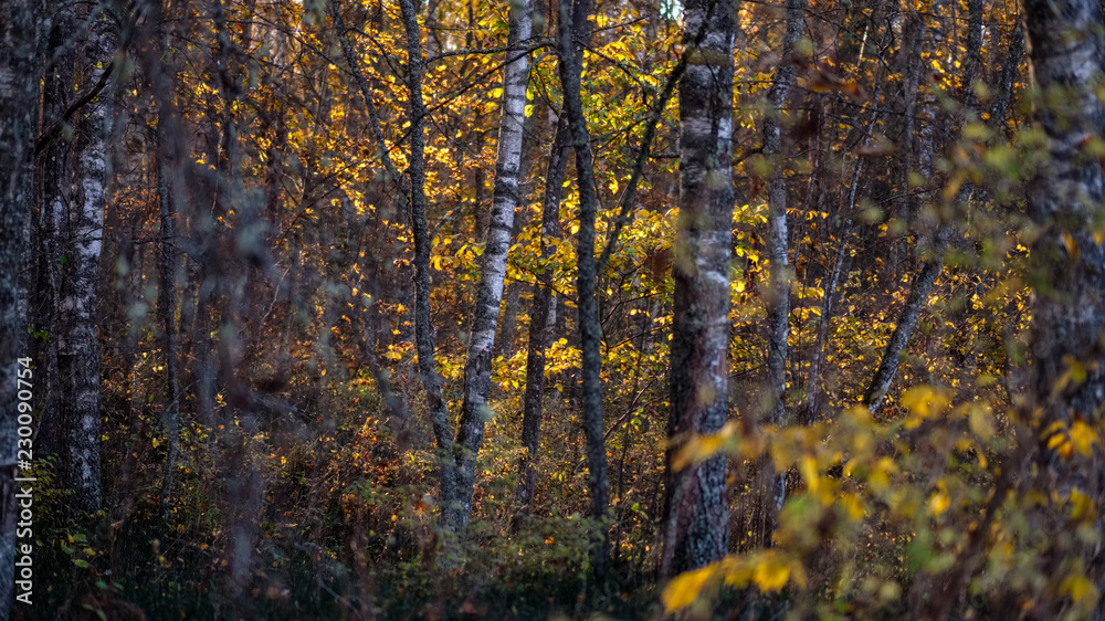 Fototapeta premium bright yellow colored birch tree leaves and branches in autumn