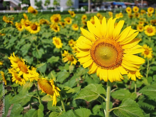 Fototapeta Naklejka Na Ścianę i Meble -  Sunflower in garden