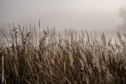 Canvas Print grass bents in autumn mist at countryside