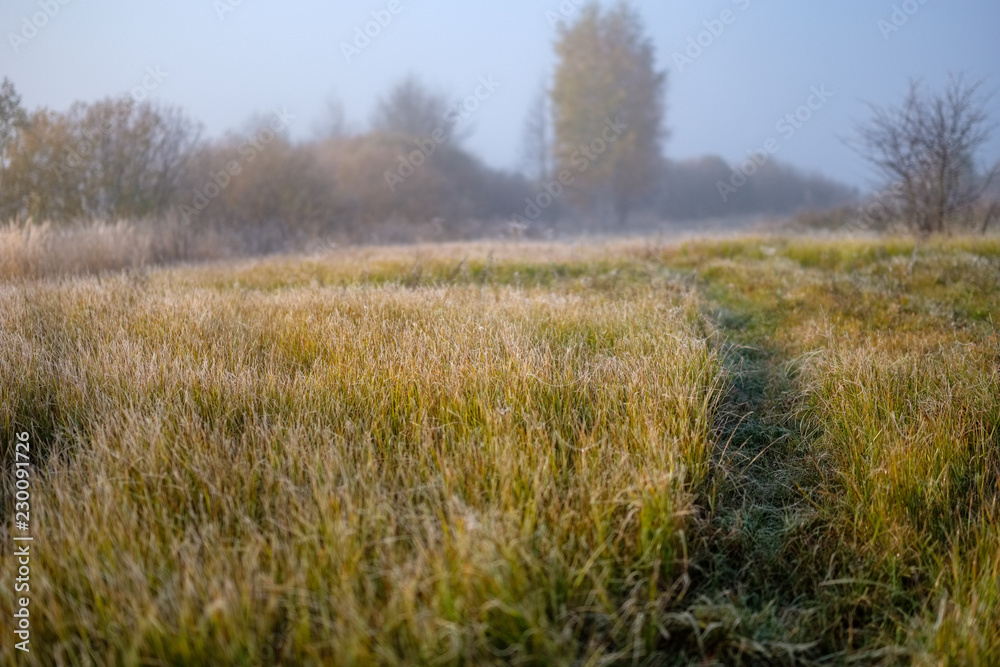 lonely autumn trees hiding in mist