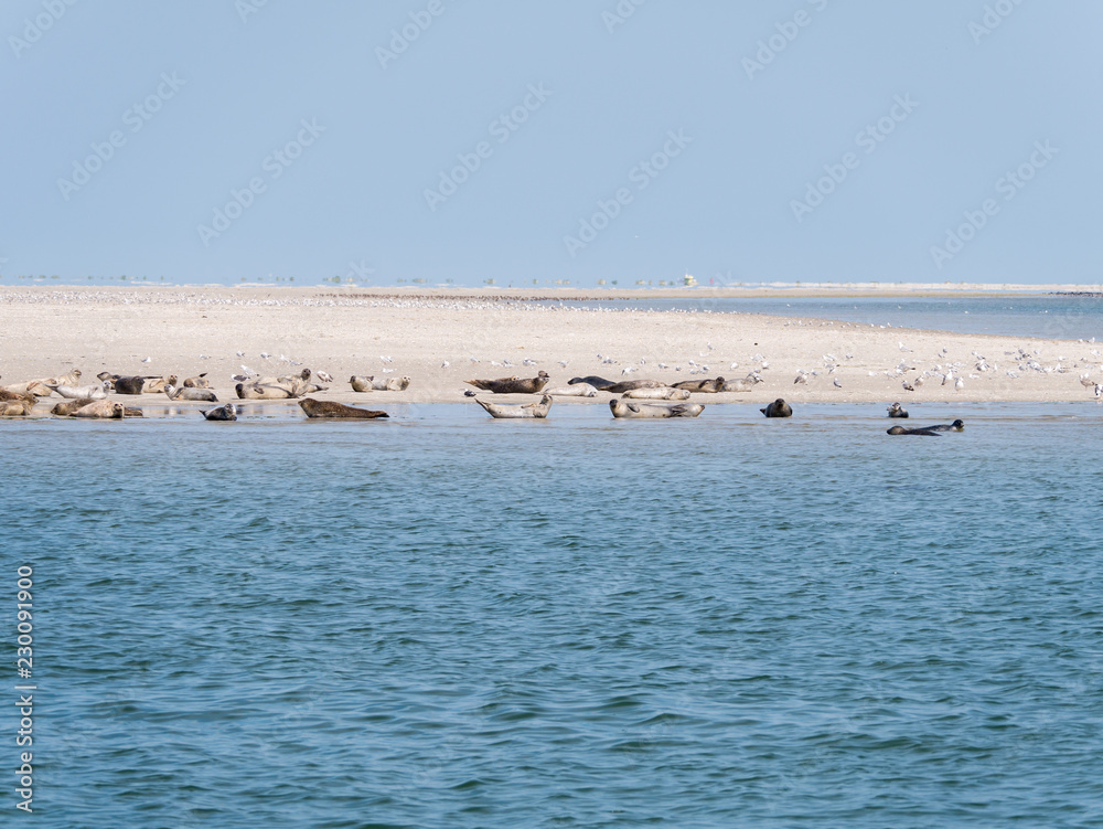 Seals resting on sand flats of Rif in tidal sea Waddensea, Netherlands