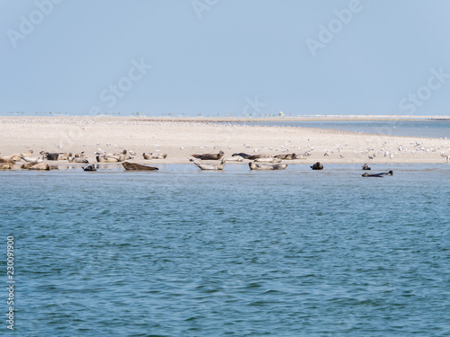 Seals resting on sand flats of Rif in tidal sea Waddensea, Netherlands