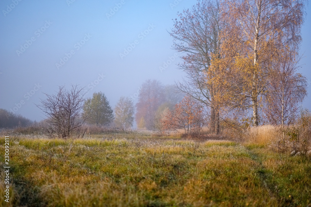 Fototapeta premium lonely autumn trees hiding in mist