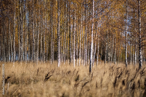 Wallpaper Mural bright yellow colored birch tree leaves and branches in autumn Torontodigital.ca