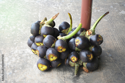 Palmyra palm or Toddy palm or Sugar palm and Cambodian palm for sale photo
