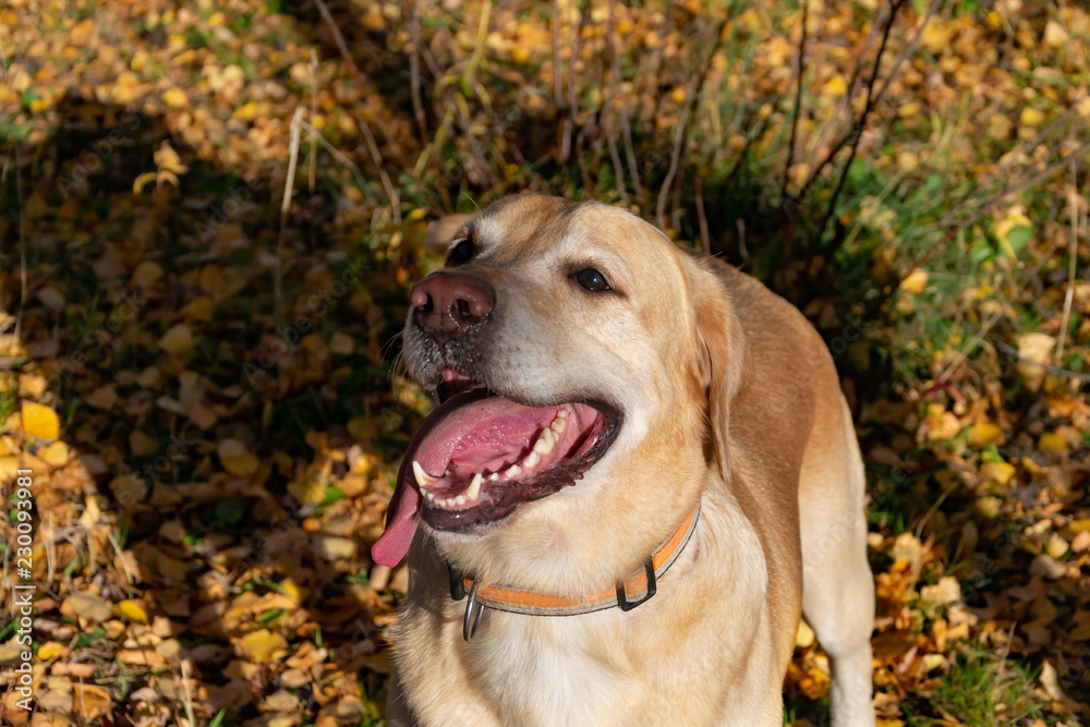 Sunstroke, health of pets in the summer. Labrador. Dogs play with his owner, harmonious relationship, сorrection of behavior, aggressive, bite and barking. Autumn leaf fall Sunstroke, health of pets in the summer. Labrador. Dogs play with his owner, harmonious relationship, сorrection of behavior, aggressive, bite and barking. Autumn leaf fall
