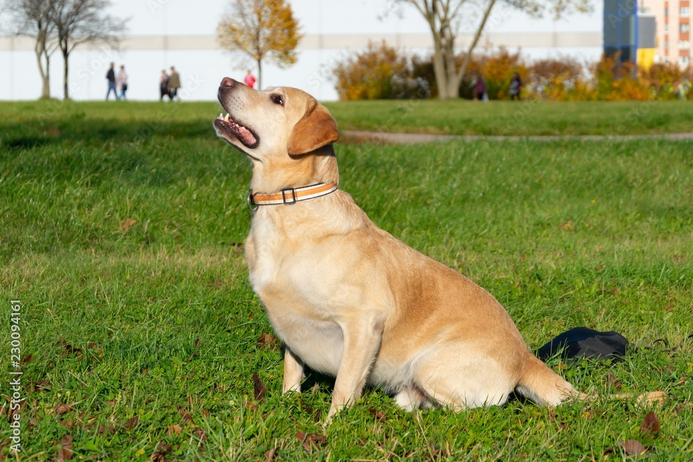 Sunstroke, health of pets in the summer. Labrador. Dogs play with his owner, dogs play with ball and ring, dog catches on the fly, bite,gnaw and barking. How to protect your dog from overheating. Sunstroke, health of pets in the summer. Labrador. Dogs play with his owner, dogs play with ball and ring, dog catches on the fly, bite,gnaw and barking. How to protect your dog from overheating.