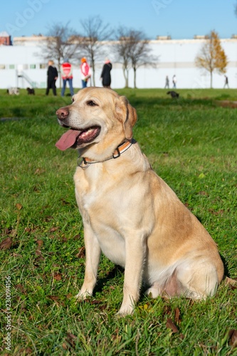 Sunstroke, health of pets in the summer. Labrador. Dogs play with his owner, harmonious relationship, сorrection of behavior, aggressive, bite and barking. How to protect your dog from overheating.Tra