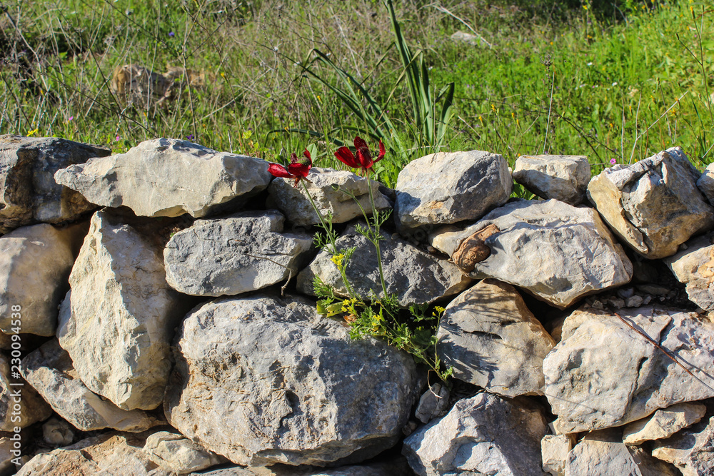 stone circled by plants stone circled by plants