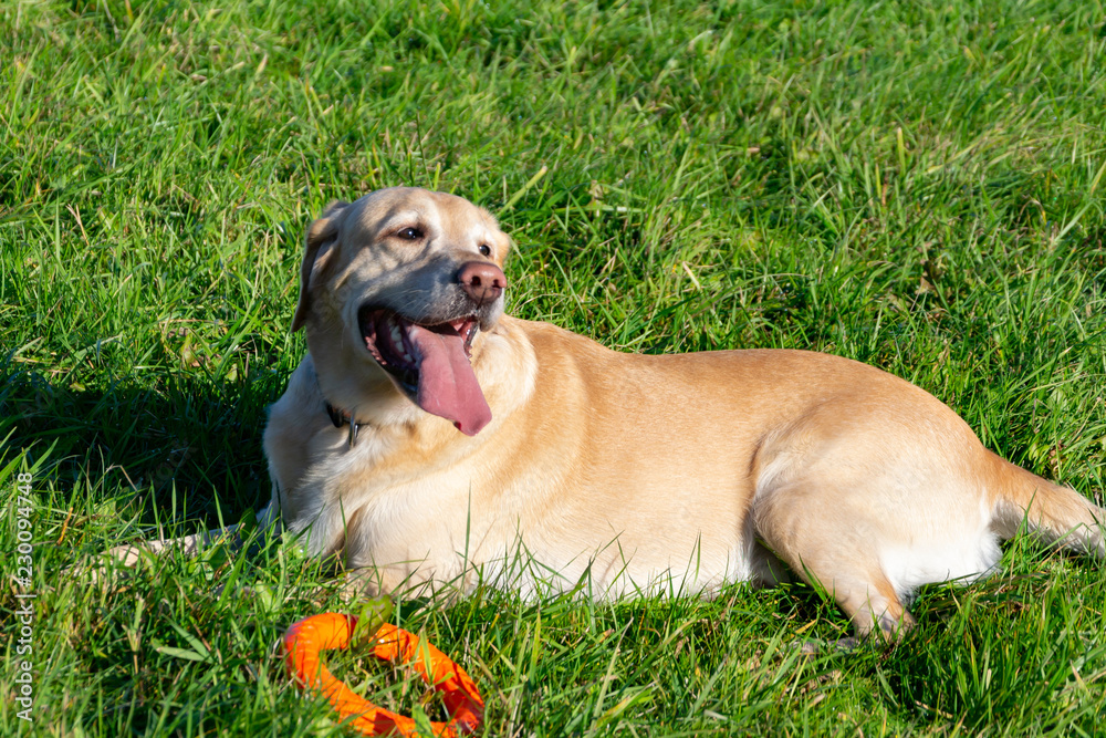 Sunstroke, health of pets in the summer. Labrador. Dogs play with his owner, dogs play with ball and ring,  dog catches on the fly, bite,gnaw and barking. How to protect your dog from overheating.