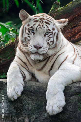 Fototapeta Naklejka Na Ścianę i Meble -  A closeup photo of a white tiger or bengal tiger while staring showing interest on someone
